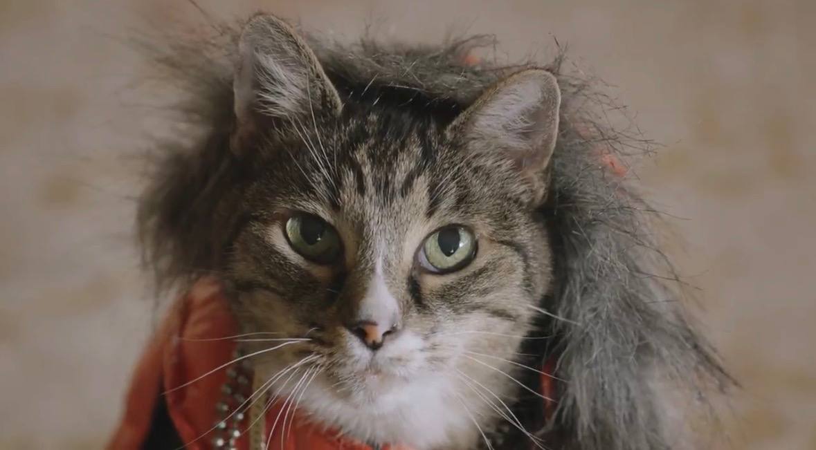 Sir Nips A Lot Cat on USDC Throne